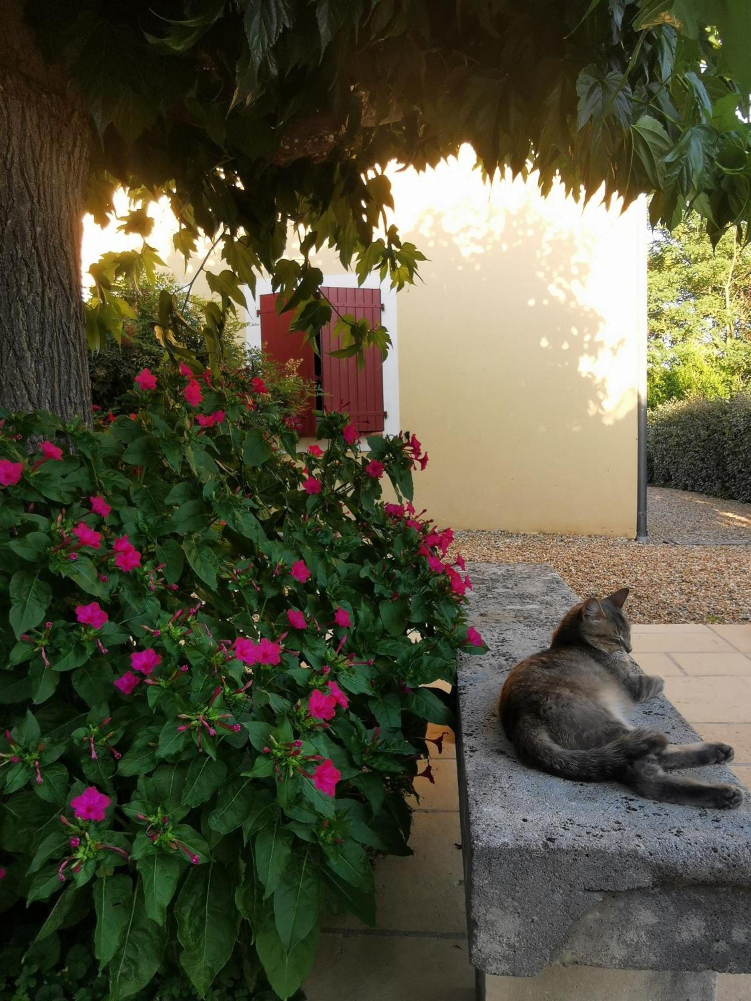 Bastide Saint Bernard Bed & Breakfast Le Thoronet Exterior photo